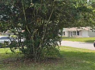 Bush Trimming by Adam Durgin for Tyrell G. in North Charleston, SC