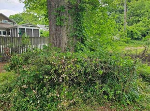 Bush Trimming by Isaiah Cuthbertson for Matthew M. in Charlotte, NC