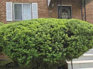 Bush Trimming by Luis Velasco Iraheta for Yeshi T. in Washington, DC