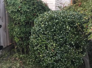 Bush Trimming by Ted Osioh for Joyce M. in Richardson, TX