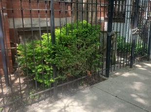 Bush Trimming by Israel Vazquez for Edgar D. in Chicago, IL