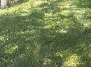 Taylor L.'s Lawn Service service result