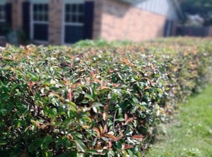 Bush Trimming by Severa Rosie Lara for Karen M. in Mansfield, TX