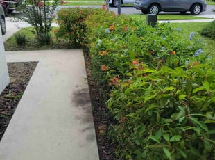 Bush Trimming by Carlos Martinez for Daniela T. in Davenport, FL