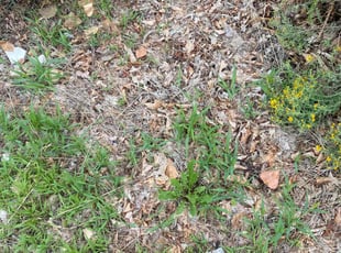 Weeding by Paul Man for Steve S. in Colorado Springs, CO