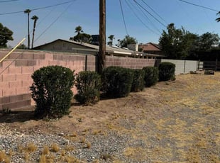 Bush Trimming by Lamont Johnson for Jason B. in Las Vegas, NV