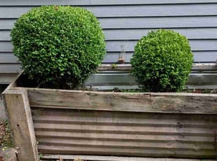 Bush Trimming by James Jarboe for Tyler W. in Sumas, WA