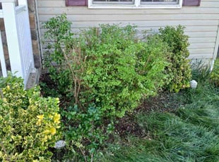 Bush Trimming by Mark Haymes for ShellyAnn B. in Hagerstown, MD