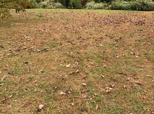 Bush Trimming by Darnell Sanders for Liz M. in Virginia Beach, VA