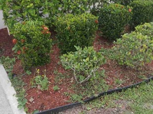 Bush Trimming by Mark Daley for Courtney S. in Palm Bay, FL