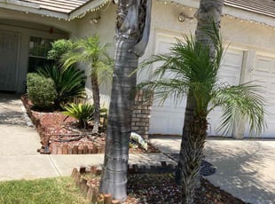 Bush Trimming by Hugo Lopez for Denise G. in Lake Elsinore, CA
