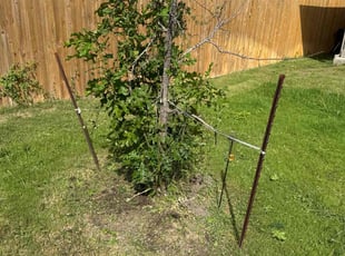 Weeding by Torrance Smith for Tyler M. in Uhland, TX