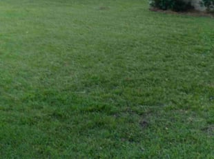 Weeding by Enrique Jimenez for Danielle M. in Ladson, SC