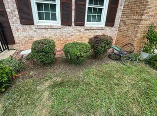 Weeding by Edwin Villagran for Amine Z. in Rockville, MD