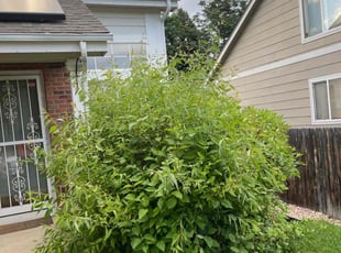 Bush Trimming by Eugenio Pรฉrez for Chad v. in Aurora, CO