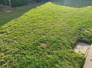 Cynthia N.'s Lawn Mowing service result