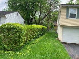 Bush Trimming by Zachary Sizemore for Talya S. in Columbus, OH