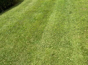 Toni S.'s Lawn Service service result