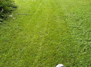 Amanda F.'s Lawn Mowing Service service result