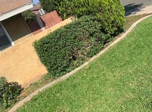 Bush Trimming by Andrea Villalpando for Chris L. in Riverside, CA