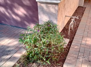 Bush Trimming by Gideon Cook for William V. in Phoenix, AZ