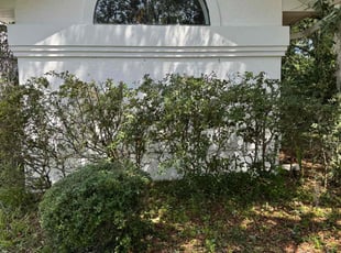 Bush Trimming by Gary Spear for Kathleen F. in Dunnellon, FL
