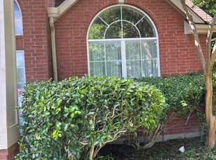 Bush Trimming by Juan Uribe for Jacinta S. in Dallas, TX