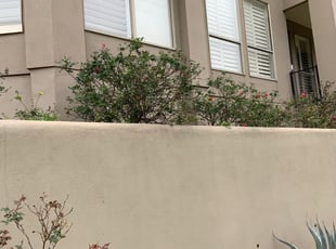 Bush Trimming by Adel Baker for roy f. in San Antonio, TX