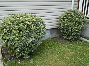 Bush Trimming by Julion Moreno for Patricia Y. in Norfolk, VA