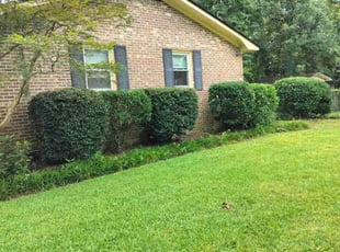 Bush Trimming by Brian Morrow for Barbara E. in Charleston, SC