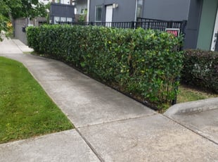 Bush Trimming by Hugo Melgar for Remi J. in Houston, TX