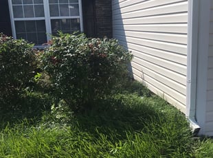 Bush Trimming by Shannon Costley for lyn d. in Loganville, GA