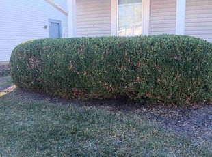 Bush Trimming by Edward Mauler for Emily M. in Dublin, OH