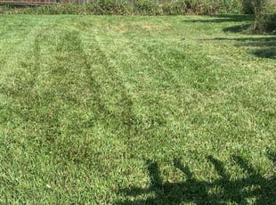 Tony W.'s Lawn Mowing service result