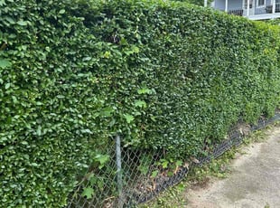 Bush Trimming by Cindy Beaucage for Rachel R. in Attleboro, MA