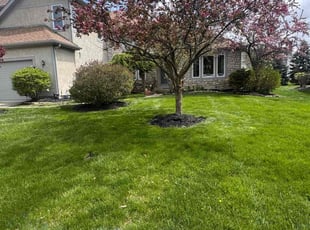 Alejandro V.'s Lawn Maintenance service result