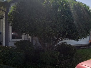 Bush Trimming by Edward Kauffman for James I. in Virginia Beach, VA