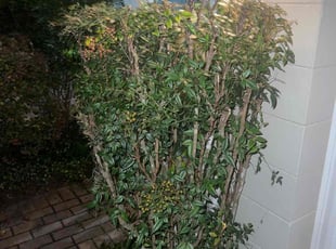 Bush Trimming by Withman Herrera for Caitlin D. in Orlando, FL