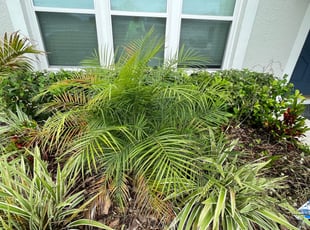 Bush Trimming by Jeff Osbeck for Roscoe K. in Davenport, FL