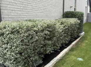 Bush Trimming by Josue Perez Rios for Melissa P. in Georgetown, TX