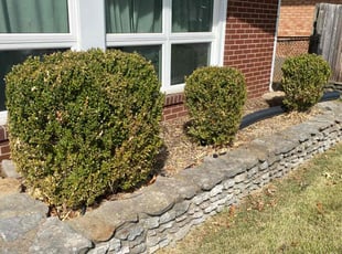 Weeding by Aaron Kapfhammer for Josh W. in Louisville, KY