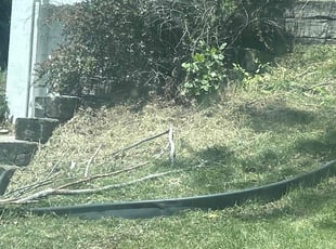 Bush Trimming by George Byrd for Matt c. in Bellevue, NE