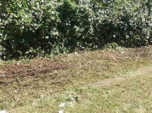 Bush Trimming by Brian Evans for Kimberly S. in Arlington, TX
