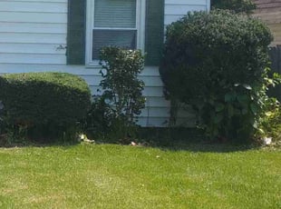 Bush Trimming by Siobahn Mattox for Shannon F. in Norfolk, VA