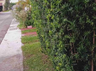 Bush Trimming by John Hernandez for Juan A. in Miami, FL
