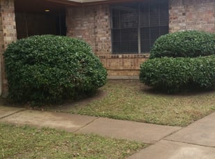 Bush Trimming by David Gourley for John R. in Houston, TX