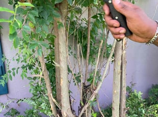 Bush Trimming by Blake Butler for Steven K. in Baton Rouge, LA