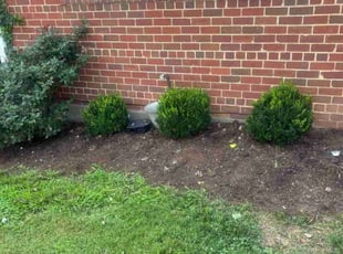 Weeding by Jairo Villagran for Dawn F. in Silver Spring, MD