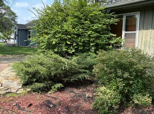 Bush Trimming by huda. kandil for Angelina W. in Minneapolis, MN