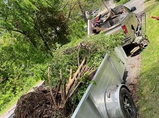 Cleanups by Connor Doyle for Barbara L. in Saint Paul, MN
